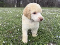 Minnie, a female Poodle - Standard  for sale in Muskogee, OK – Photo 3 of 4