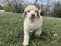 Minnie, a female Poodle - Standard  for sale in Muskogee, OK – Photo 4 of 4