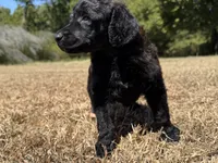 Marlow, a male Poodle - Standard  for sale in Muskogee, OK – 3 of 3