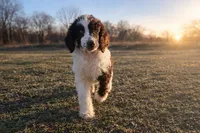 Sawyer, a male Poodle - Standard  for sale in Muskogee, OK – Photo 1 of 4