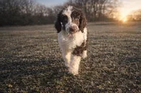 Sawyer, a male Poodle - Standard  for sale in Muskogee, OK – Photo 2 of 4
