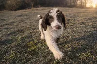 Sawyer, a male Poodle - Standard  for sale in Muskogee, OK – Photo 3 of 4