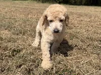 Milo, a male Poodle - Standard  for sale in Muskogee, OK – 2 of 3