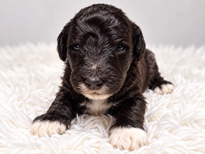 Clark – Poodle - Standard  puppy for sale in Muskogee, OK