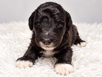 Clark, a male Poodle - Standard  for sale in Muskogee, OK – 1 of 4