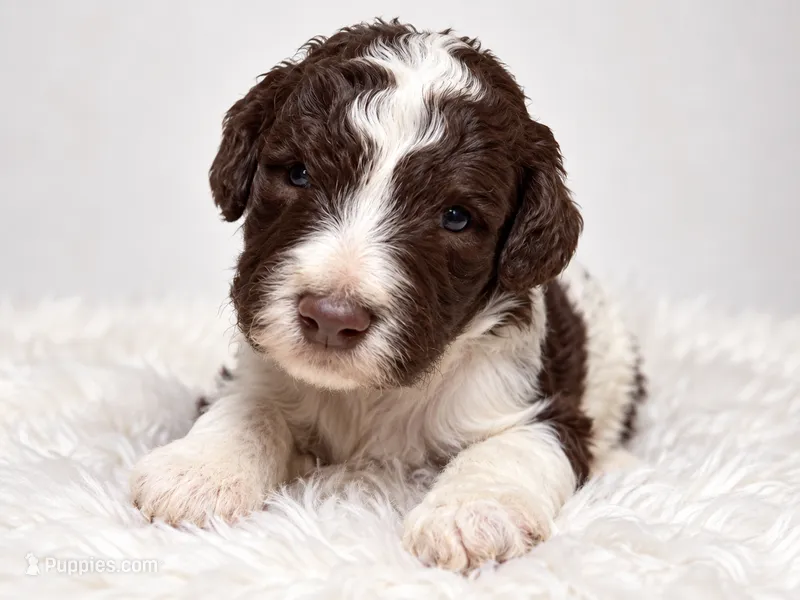 Cash – Poodle - Standard  puppy for sale in Muskogee, OK