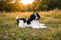 Sebastian , a male Poodle - Standard  for sale in Muskogee, OK – Photo 4 of 4
