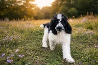 Sebastian , a male Poodle - Standard  for sale in Muskogee, OK – Photo 3 of 4
