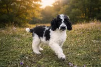 Sebastian , a male Poodle - Standard  for sale in Muskogee, OK – Photo 1 of 4
