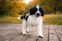 Sebastian , a male Poodle - Standard  for sale in Muskogee, OK – Photo 2 of 4
