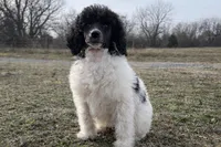 Sebastian , a male Poodle - Standard  for sale in Muskogee, OK – Photo 1 of 2