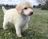 Max, a male Poodle - Standard  for sale in Muskogee, OK – Photo 2 of 4