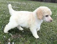 Max, a male Poodle - Standard  for sale in Muskogee, OK – Photo 3 of 4