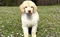 Max, a male Poodle - Standard  for sale in Muskogee, OK – Photo 1 of 4