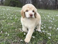 Mabel, a female Poodle - Standard  for sale in Muskogee, OK – Photo 4 of 4