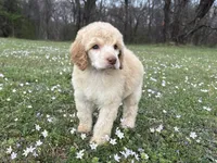 Mabel, a female Poodle - Standard  for sale in Muskogee, OK – Photo 2 of 4