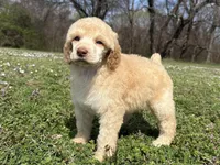 Mabel, a female Poodle - Standard  for sale in Muskogee, OK – Photo 3 of 4