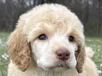 Mabel, a female Poodle - Standard  for sale in Muskogee, OK – Photo 1 of 4