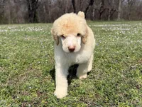 Macy, a female Poodle - Standard  for sale in Muskogee, OK – Photo 4 of 4