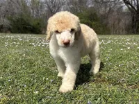 Macy, a female Poodle - Standard  for sale in Muskogee, OK – Photo 3 of 4
