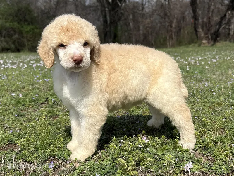 Macy – Poodle - Standard  puppy for sale in Muskogee, OK