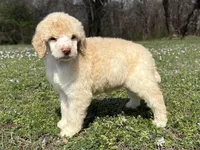 Macy, a female Poodle - Standard  for sale in Muskogee, OK – Photo 1 of 4