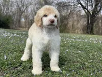 Macy, a female Poodle - Standard  for sale in Muskogee, OK – Photo 2 of 4