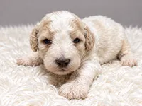 Casper, a male Poodle - Standard  for sale in Muskogee, OK – 2 of 4