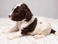 Cash, a male Poodle - Standard  for sale in Muskogee, OK – 3 of 4