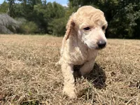Milo, a male Poodle - Standard  for sale in Muskogee, OK – 3 of 3
