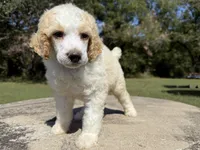 Prince, a male Poodle - Standard  for sale in Muskogee, OK – Photo 1 of 4