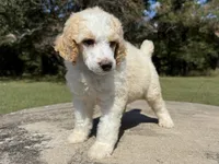 Prince, a male Poodle - Standard  for sale in Muskogee, OK – Photo 2 of 4