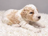 Casper, a male Poodle - Standard  for sale in Muskogee, OK – 3 of 4