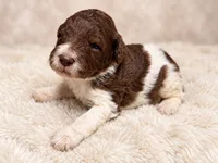 Cooper, a male Poodle - Standard  for sale in Muskogee, OK – 3 of 4