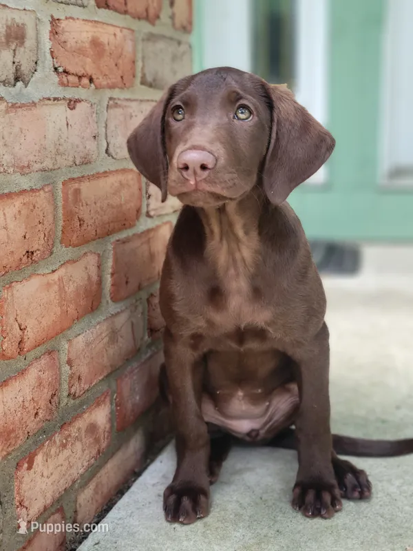 Kona – Labrador Retriever puppy for sale in Milford, MI