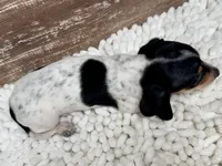Dixie , a female Miniature Dachshund for sale in Lebanon, IN – 5 of 6