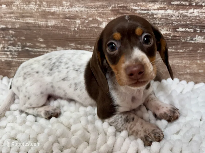 Luna  – Miniature Dachshund puppy for sale in Lebanon, IN