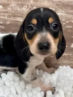 Hudson, a male Miniature Dachshund for sale in Lebanon, IN – 3 of 4
