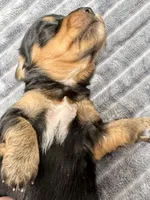 Milo Long Hair, a male Miniature Dachshund for sale in Lebanon, IN – Photo 4 of 5