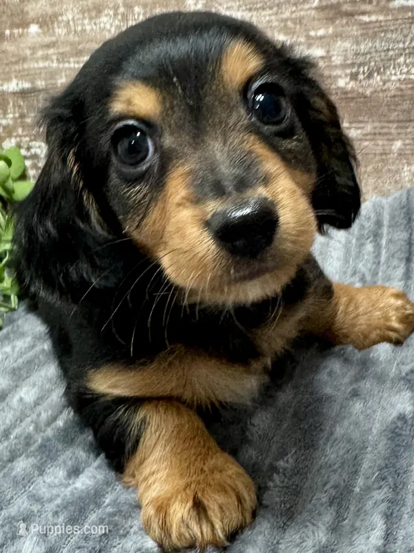 Milo Long Hair – Miniature Dachshund puppy for sale in Lebanon, IN