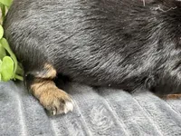 Milo Long Hair, a male Miniature Dachshund for sale in Lebanon, IN – Photo 3 of 5