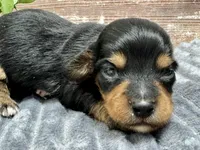 Milo Long Hair, a male Miniature Dachshund for sale in Lebanon, IN – Photo 2 of 5