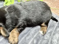 Milo Long Hair, a male Miniature Dachshund for sale in Lebanon, IN – Photo 5 of 5