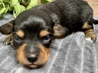 Milo Long Hair, a male Miniature Dachshund for sale in Lebanon, IN – Photo 1 of 5
