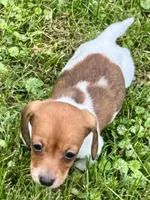 Polly, a female Miniature Dachshund for sale in Lebanon, IN – 2 of 5