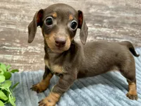 Olivia, a female Miniature Dachshund for sale in Lebanon, IN – Photo 5 of 5