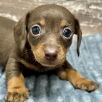 Olivia, a female Miniature Dachshund for sale in Lebanon, IN – Photo 5 of 6