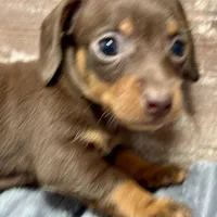 Olivia, a female Miniature Dachshund for sale in Lebanon, IN – Photo 3 of 6