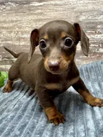 Olivia, a female Miniature Dachshund for sale in Lebanon, IN – Photo 2 of 5