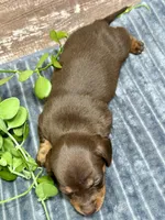 Olivia - Smooth, a female Miniature Dachshund for sale in Lebanon, IN – Photo 4 of 4